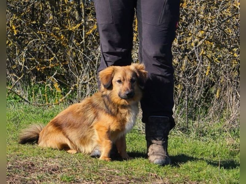 Cameron, Mixrüde, geb. 2024, sehr lernwillig