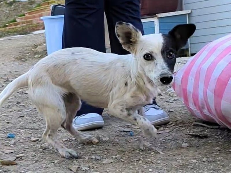 Lupa, eine fröhliche unkomplizierte Hündin