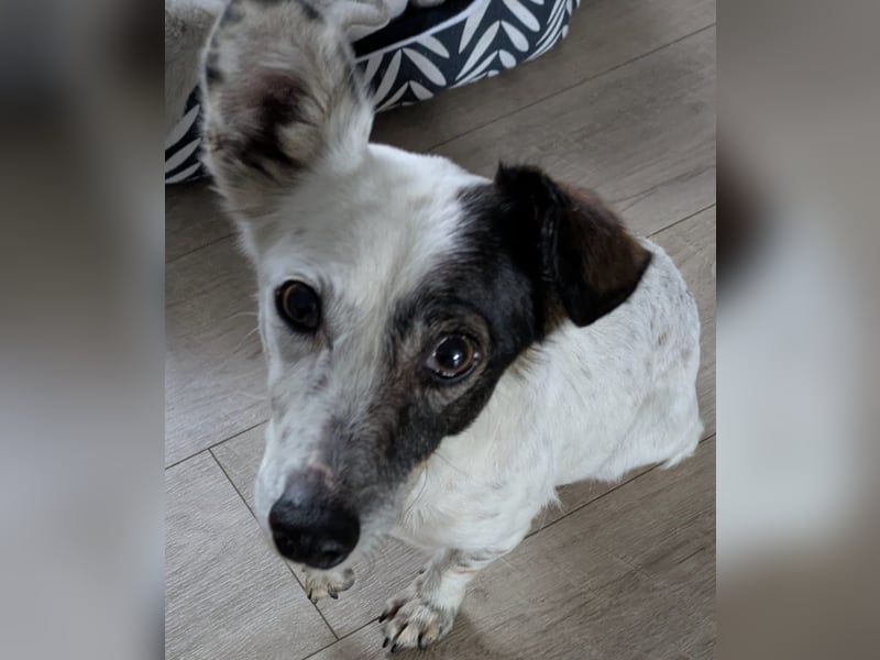 Lupa, eine fröhliche unkomplizierte Hündin