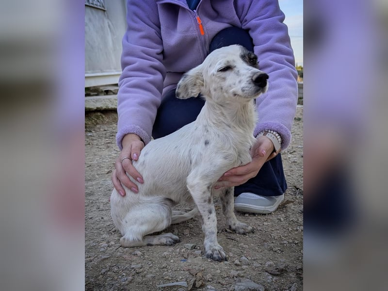 Lupa, eine fröhliche unkomplizierte Hündin