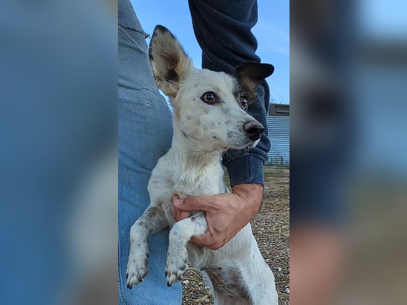 Lupa, eine fröhliche unkomplizierte Hündin