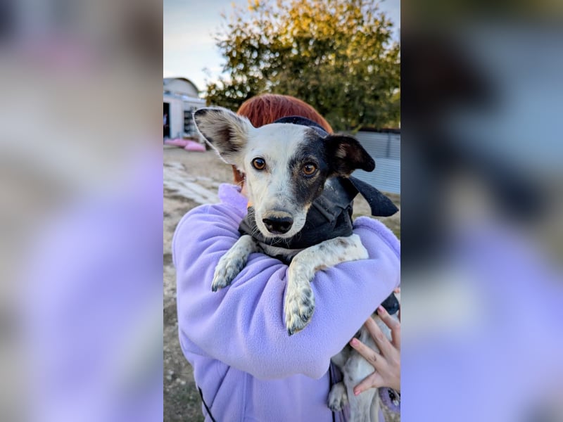 Lupa, eine fröhliche unkomplizierte Hündin