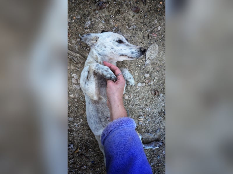 Lupa, eine fröhliche unkomplizierte Hündin