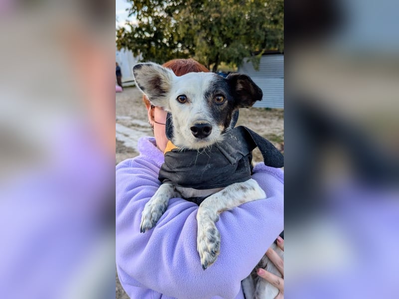 Lupa, eine fröhliche unkomplizierte Hündin