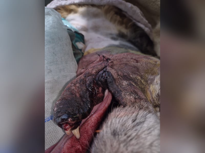 Flapi – Ein kleiner Kämpfer braucht unsere Hilfe  PATENGESUCH!