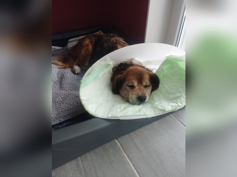 Flapi – Ein kleiner Kämpfer braucht unsere Hilfe  PATENGESUCH!