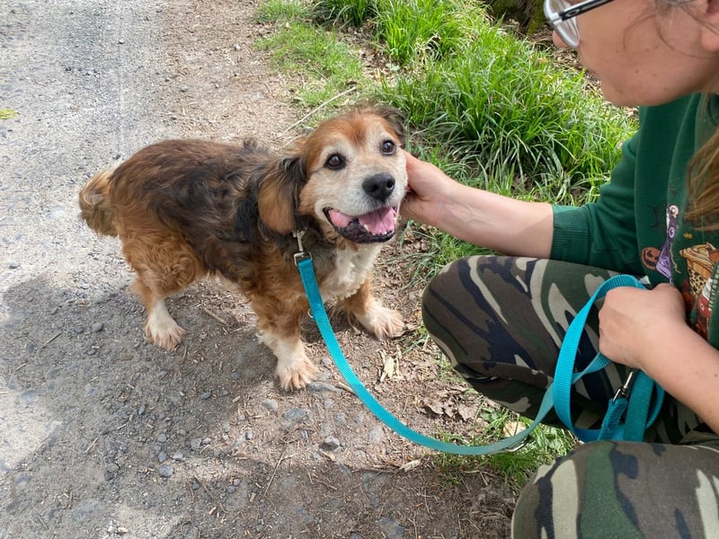 Flapi – Ein kleiner Kämpfer braucht unsere Hilfe  PATENGESUCH!