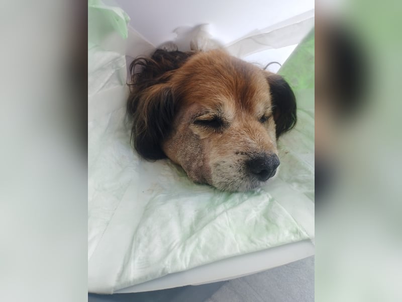 Flapi – Ein kleiner Kämpfer braucht unsere Hilfe  PATENGESUCH!