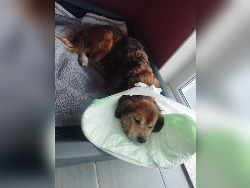 Flapi – Ein kleiner Kämpfer braucht unsere Hilfe  PATENGESUCH!