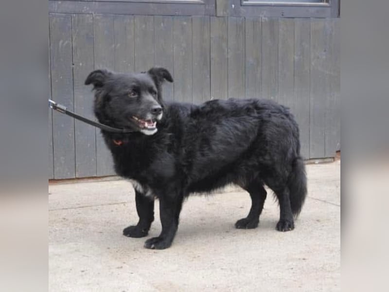 Otto möchte so gern ein Zuhause für immer