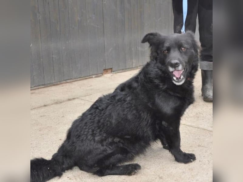 Otto möchte so gern ein Zuhause für immer