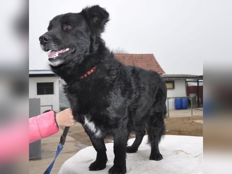 Otto möchte so gern ein Zuhause für immer