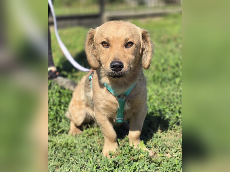 KALLE ❤️ ein Dackel Mix Schatz, Pflegefamilie Kevelaer