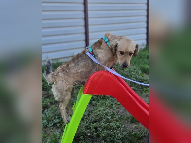 KALLE ❤️ ein Dackel Mix Schatz, Pflegefamilie Kevelaer