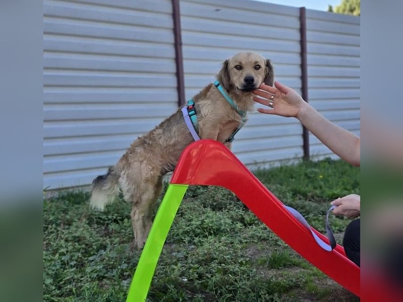 KALLE ❤️ ein Dackel Mix Schatz, Pflegefamilie Kevelaer