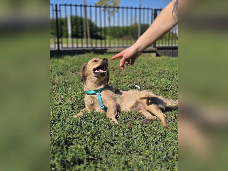 KALLE ❤️ ein Dackel Mix Schatz, Pflegefamilie Kevelaer