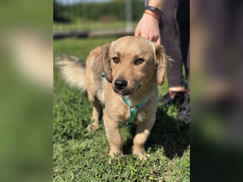 KALLE ❤️ ein Dackel Mix Schatz, Pflegefamilie Kevelaer