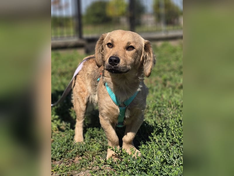 KALLE ❤️ ein Dackel Mix Schatz, Pflegefamilie Kevelaer