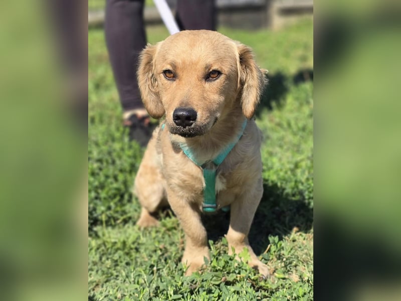 KALLE ❤️ ein Dackel Mix Schatz, Pflegefamilie Kevelaer