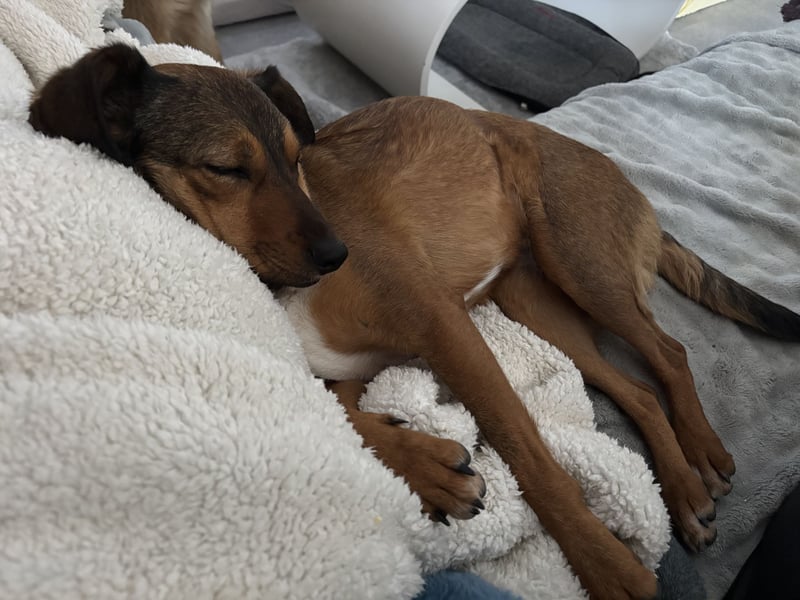 Rizza ein Gute-Laune-Bringer