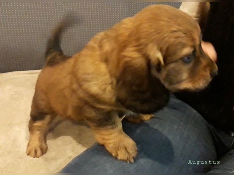 Augustus - Ein Herz, sieben Geschwister, eine Mama
