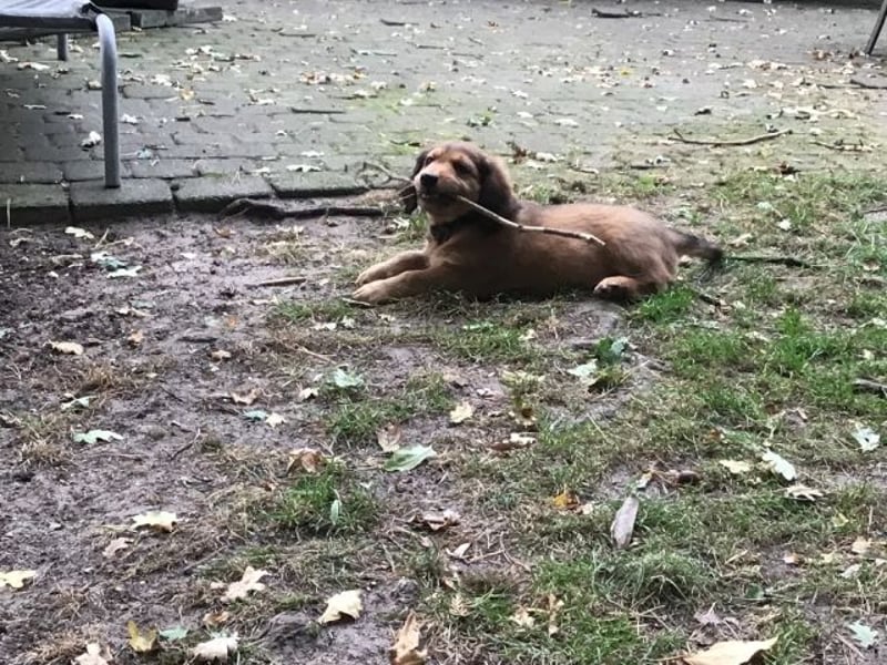 Adonis - Ein Herz, sieben Geschwister, eine Mama