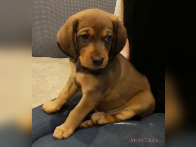 Annelise - Ein Herz, sieben Geschwister, eine Mama