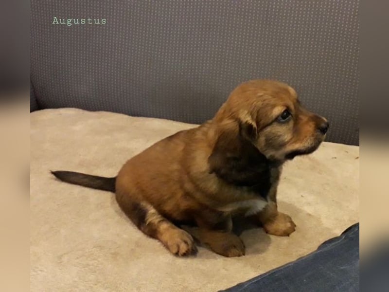 Augustus - Ein Herz, sieben Geschwister, eine Mama