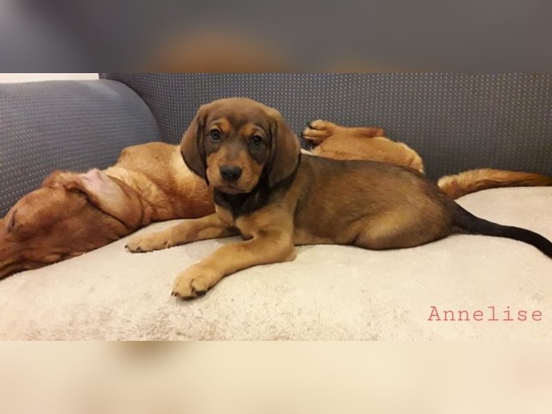 Annelise - Ein Herz, sieben Geschwister, eine Mama