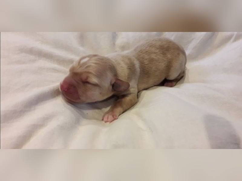 Achilles - Ein Herz, sieben Geschwister, eine Mama
