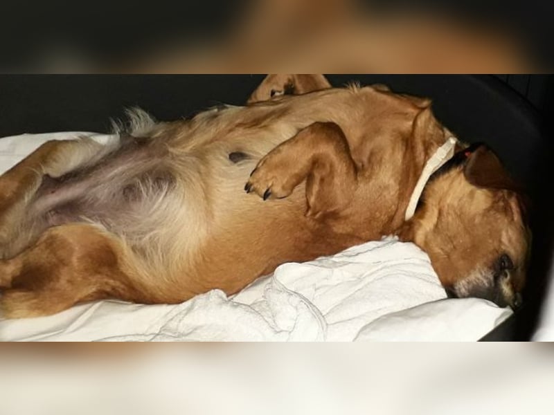 Aurelia - Aus ihrer Liebe wurden sieben Wunder - jetzt braucht Aurelia ein Wunder für sich!