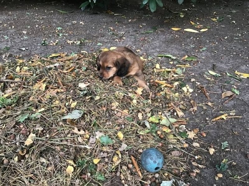 Augustus - Ein Herz, sieben Geschwister, eine Mama