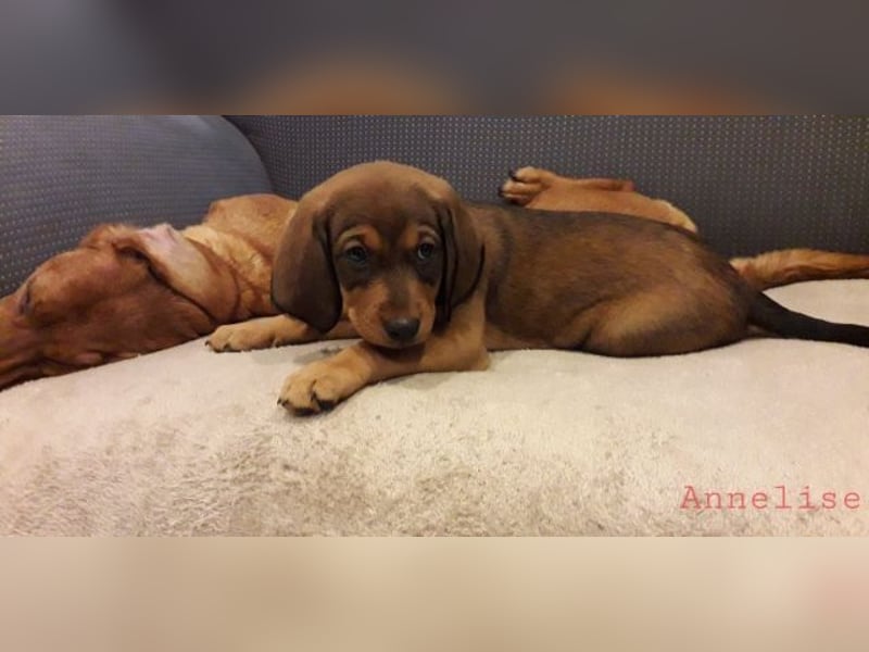 Annelise - Ein Herz, sieben Geschwister, eine Mama