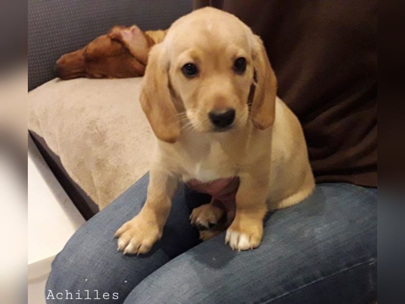 Achilles - Ein Herz, sieben Geschwister, eine Mama