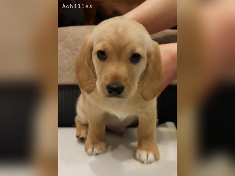 Achilles - Ein Herz, sieben Geschwister, eine Mama