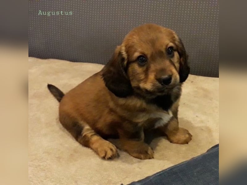 Augustus - Ein Herz, sieben Geschwister, eine Mama