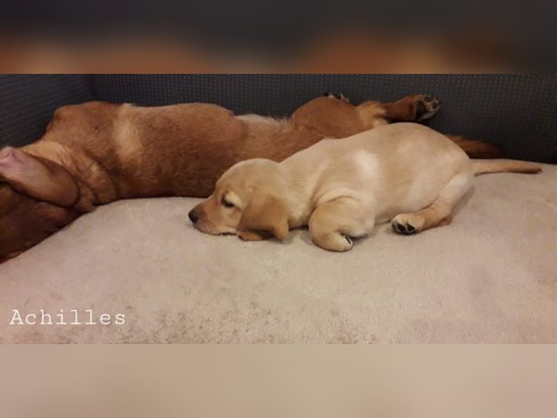 Achilles - Ein Herz, sieben Geschwister, eine Mama