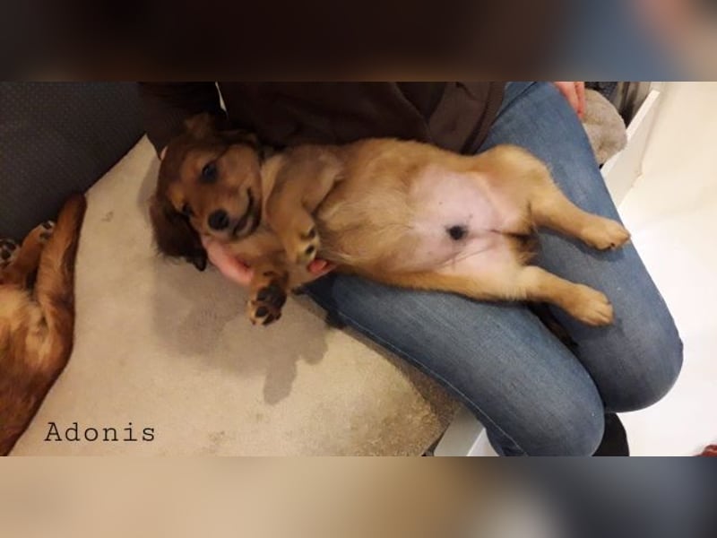 Adonis - Ein Herz, sieben Geschwister, eine Mama