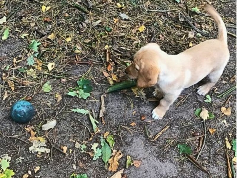 Achilles - Ein Herz, sieben Geschwister, eine Mama