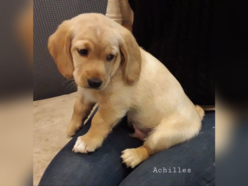 Achilles - Ein Herz, sieben Geschwister, eine Mama