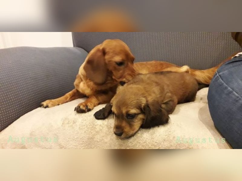 Augustus - Ein Herz, sieben Geschwister, eine Mama