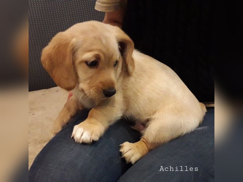 Achilles - Ein Herz, sieben Geschwister, eine Mama