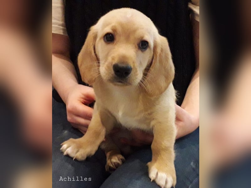 Achilles - Ein Herz, sieben Geschwister, eine Mama