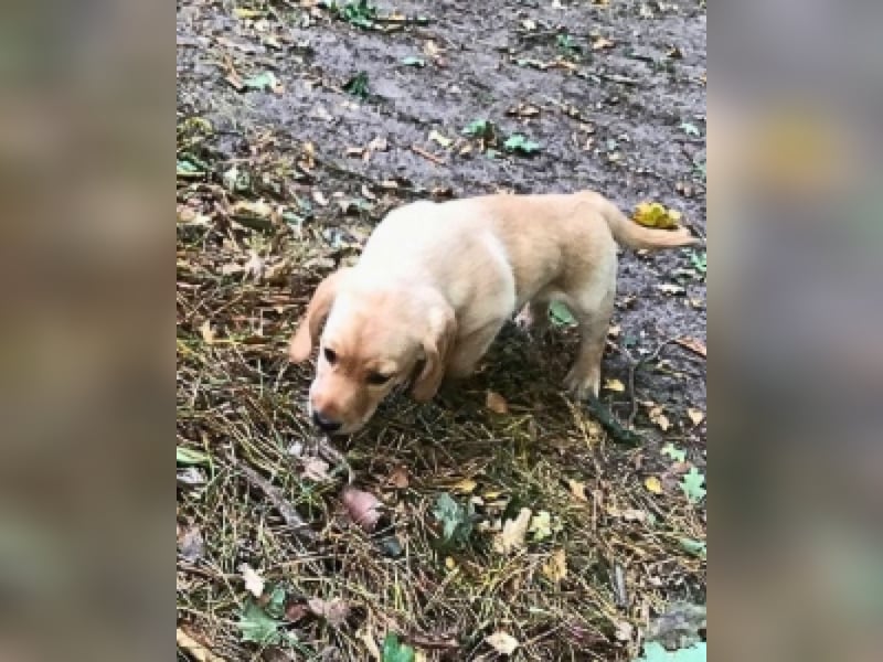 Achilles - Ein Herz, sieben Geschwister, eine Mama
