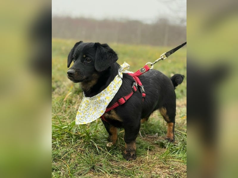 ❤️ Skadi, Dackelmischling mit großem Herz