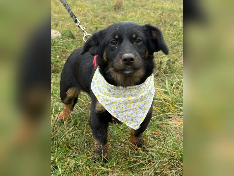 ❤️ Skadi, Dackelmischling mit großem Herz