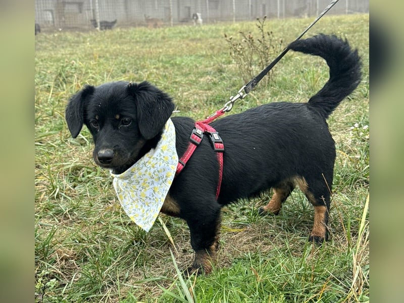 ❤️ Skadi, Dackelmischling mit großem Herz