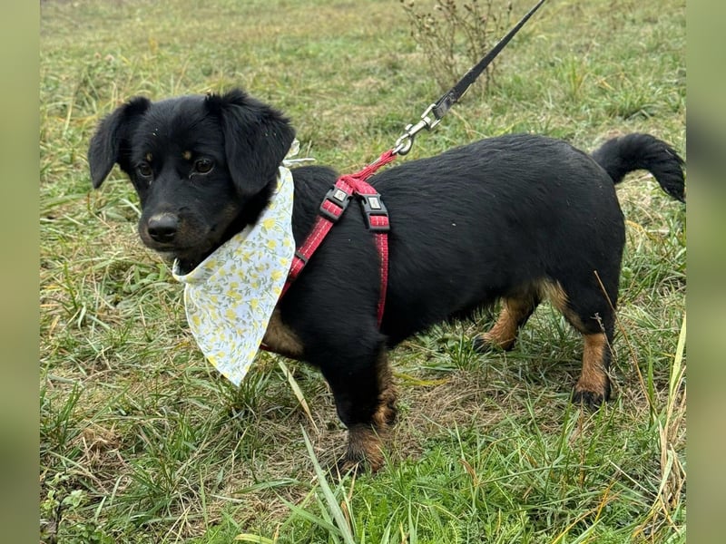 ❤️ Skadi, Dackelmischling mit großem Herz