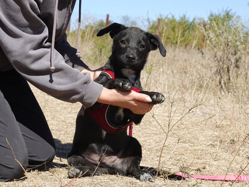Kleiner Ron sucht ein Zuhause