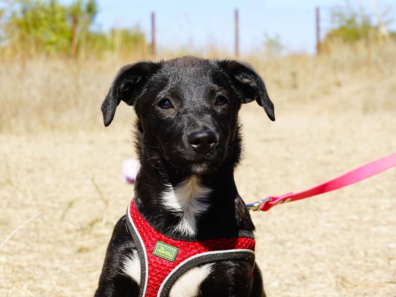 Kleiner Ron sucht ein Zuhause